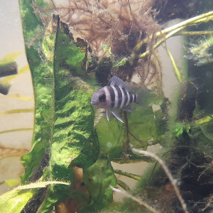 Publication de Firenze57