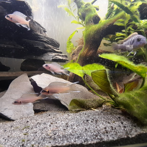 Publication de Firenze57