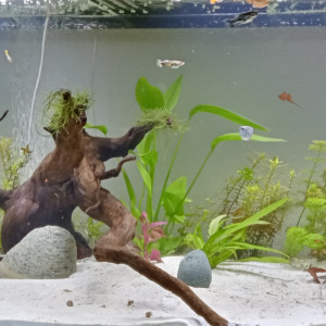 Publication de Papsss