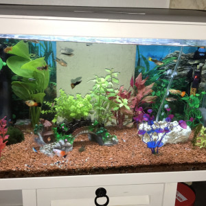 Guppyguppy 60l