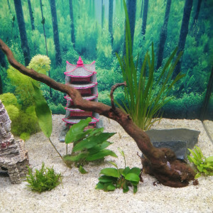 Publication de Fish59