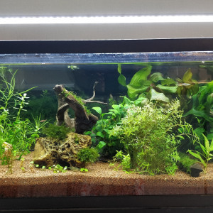 Le 80l plantes