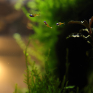 Publication de hydrocotyle