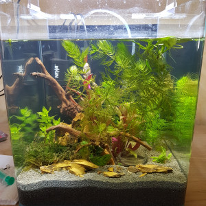 Nano cube Dennerle