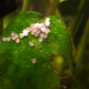 Publication de Czhug