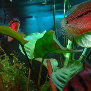 Publication de ArtemusKlegg