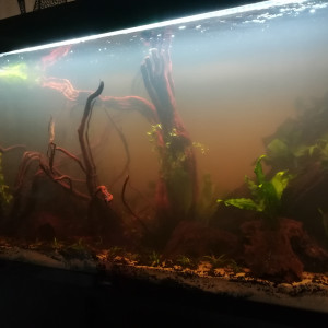 Publication de ostrocinclus