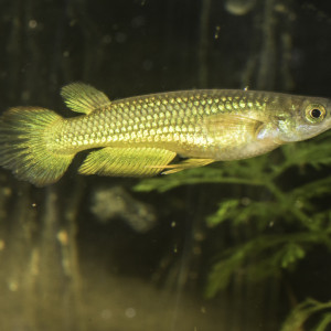Aplocheilus lineatus gold