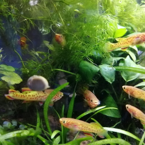 Fundulopanchax gardneri gold