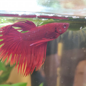 Nano 30L