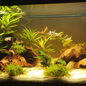 cherche aquariums