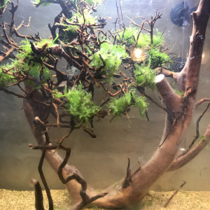 demasoni