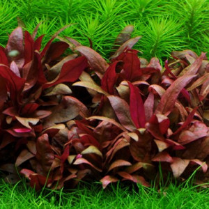 Alternanthera reineckii 'Mini'