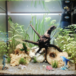 Aquarium communautaire