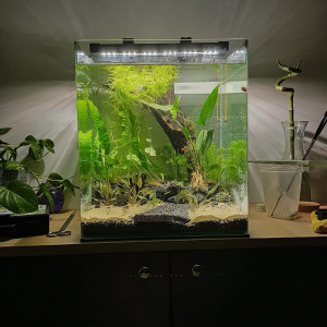 LowTech Betta