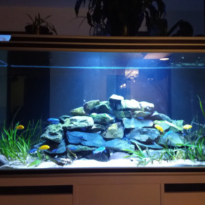 Aquarium 700l malawi