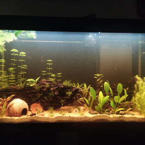 Publication de Aquariophilie34