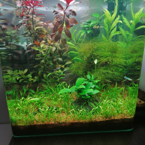 Nano Tank 60 litres