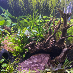 Aquarium Communautaire 90 Litres