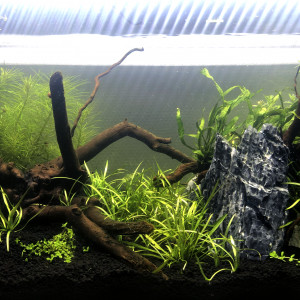 Aquarium Communautaire