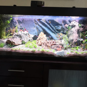 Après essai de transformation en aquascape