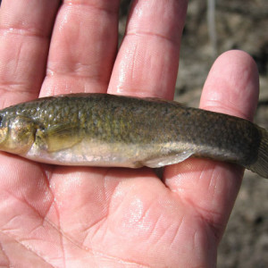 Orestias agassizii