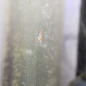 Publication de symboule