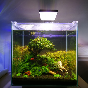 Nano crevettes