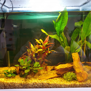 Nano 30l