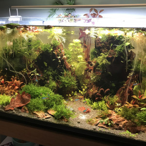 Publication de Nastiuchka