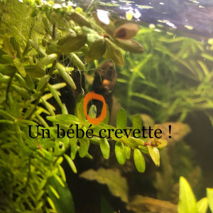 Publication de Louse
