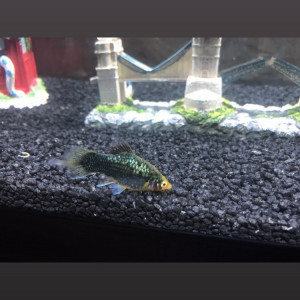 Ciano 60 L