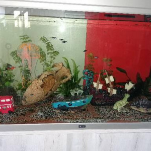 Aquarium actuel