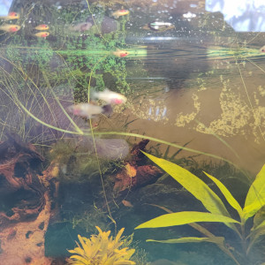 Alevins molly, xypho, platy.