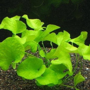 Publication de Orchidsfish