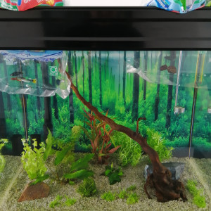 Publication de Fish59
