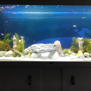 Blanc300