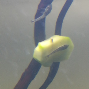 Publication de ostrocinclus