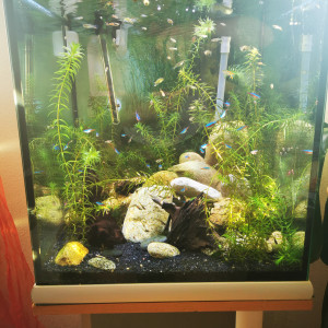 aquarium 1