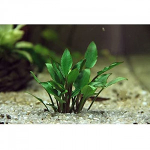 Projet plantes rares low tech