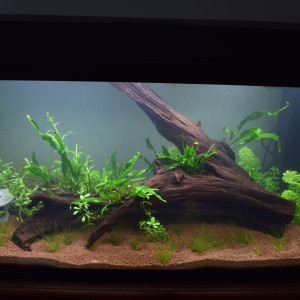 Premier aquarium 100L biotope asiatique