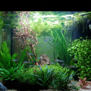 120 L lido