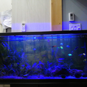 45 gallons