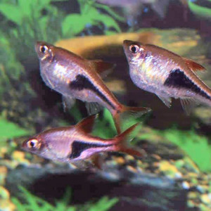 Publication de Orchidsfish