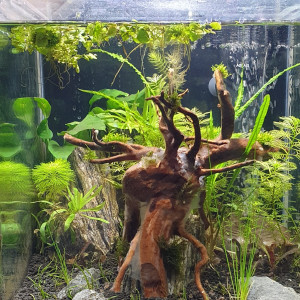 3B Betta Spendens et Aspidoras