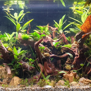 7A 43 L Crevettes