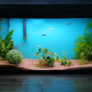 30 gallons