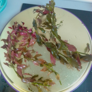 Publication de Orchidsfish