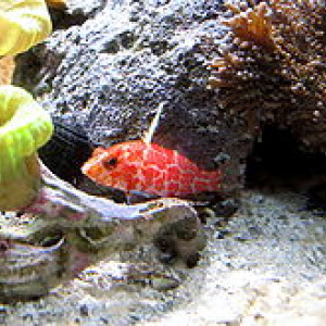 Plectranthias inermis