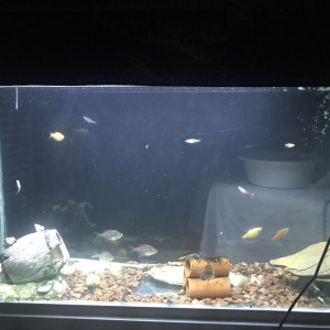 Mon aquarium